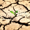 17 червня – Всесвітній день боротьби з опустелюванням та посухами 1