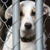 В Україні посилили відповідальність за жорстоке поводження з тваринами 1
