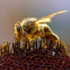 Обробка пестицидами та безпека бджіл! 15
