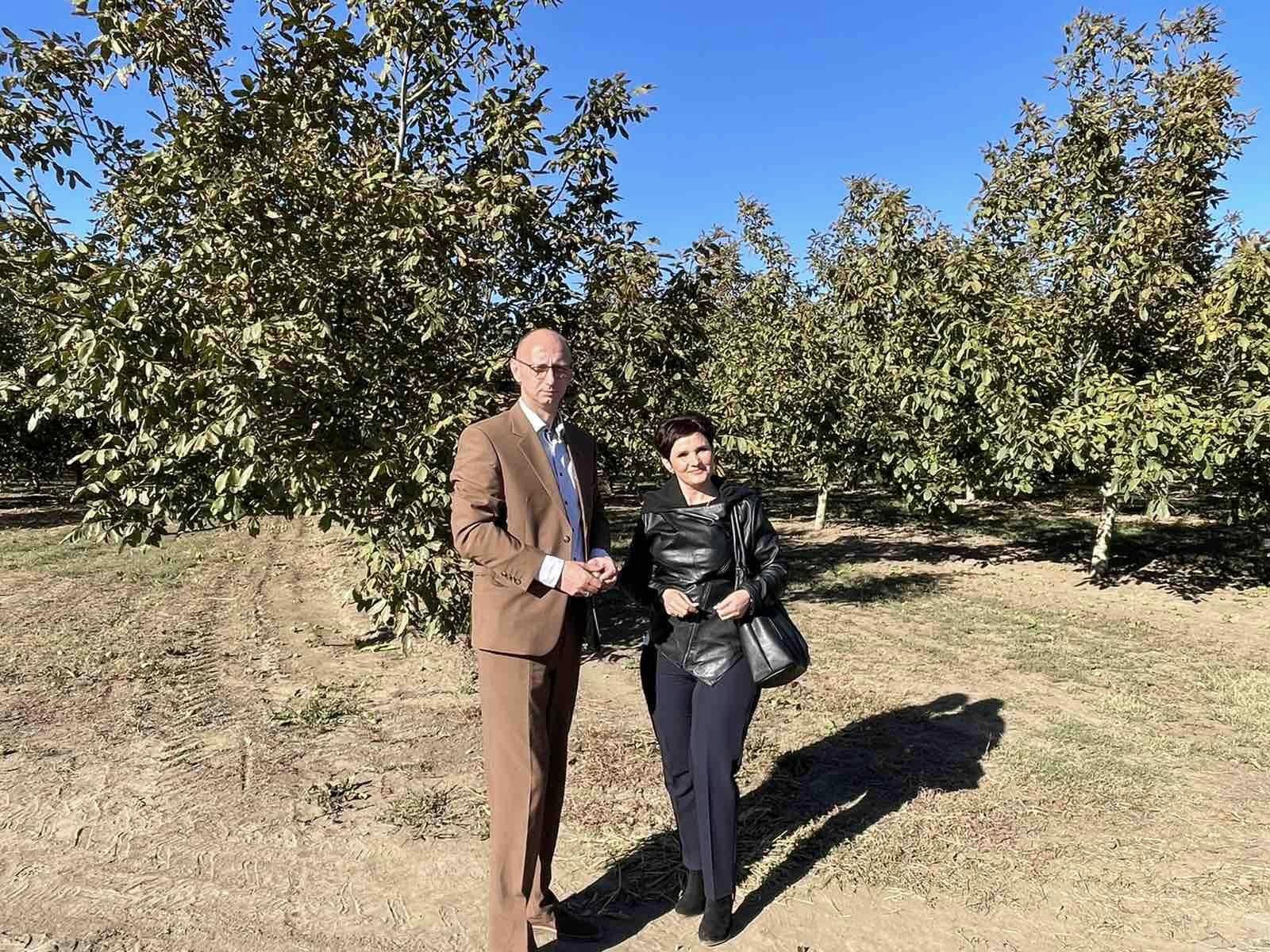 На території Саф’янівської громади розрісся унікальний горіховий сад 19