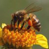Обробка пестицидами та безпека бджіл! 7
