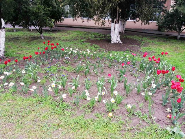 У Саф'янівській громаді розквітли квітники Перемоги 25
